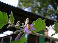 Indian Nightshade